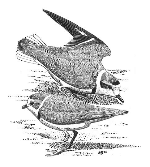 Figures - Snowy Plover - Anarhynchus nivosus - Birds of the World