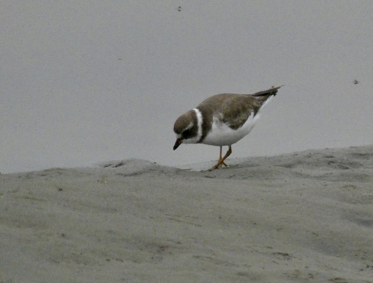 Semipalmated Plover - ML250173951