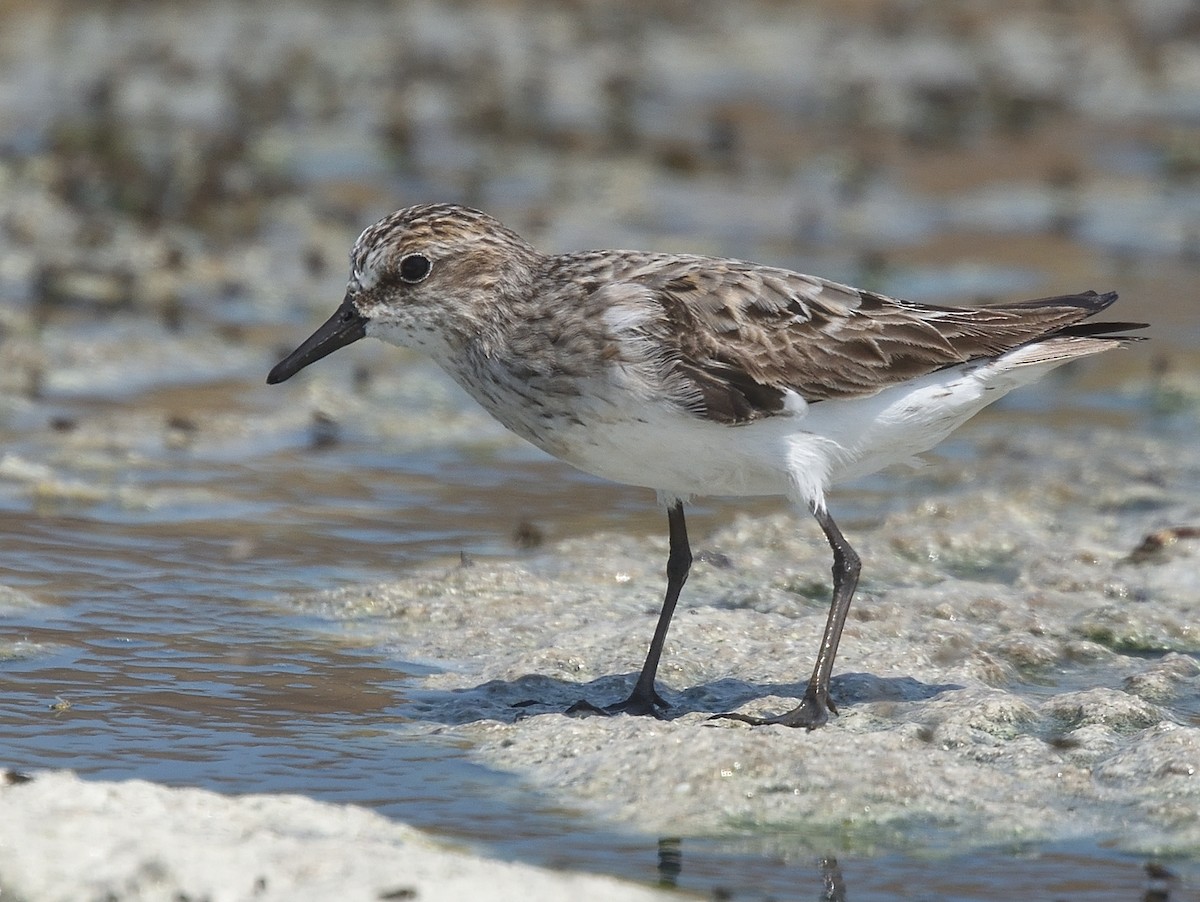 Semipalmated Sandpiper - Jerry Ting