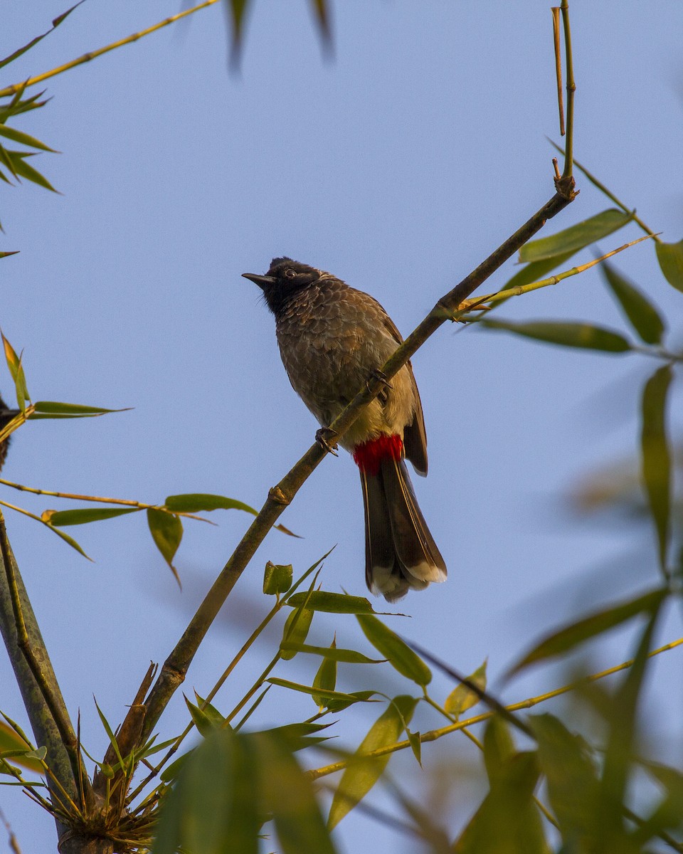 Red-vented Bulbul - ML250175251