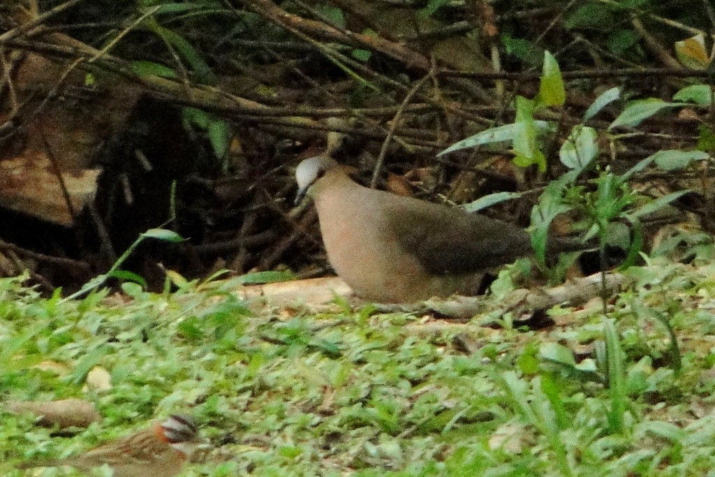 Gray-fronted Dove - ML250175811