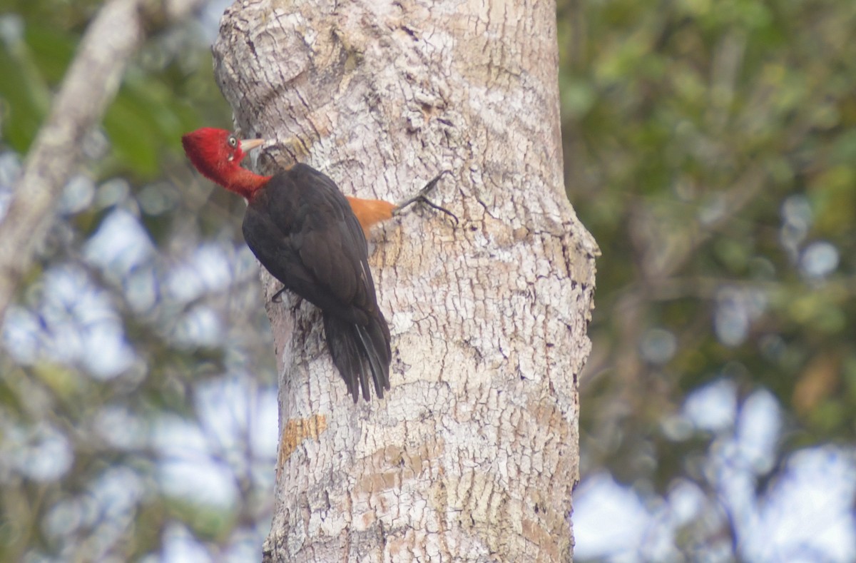Red-necked Woodpecker - Laurence Green