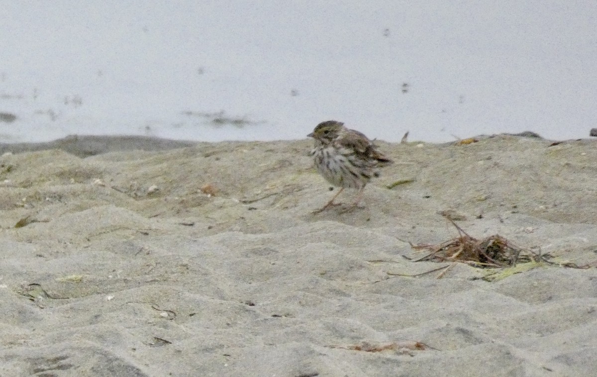 Savannah Sparrow - ML250176741