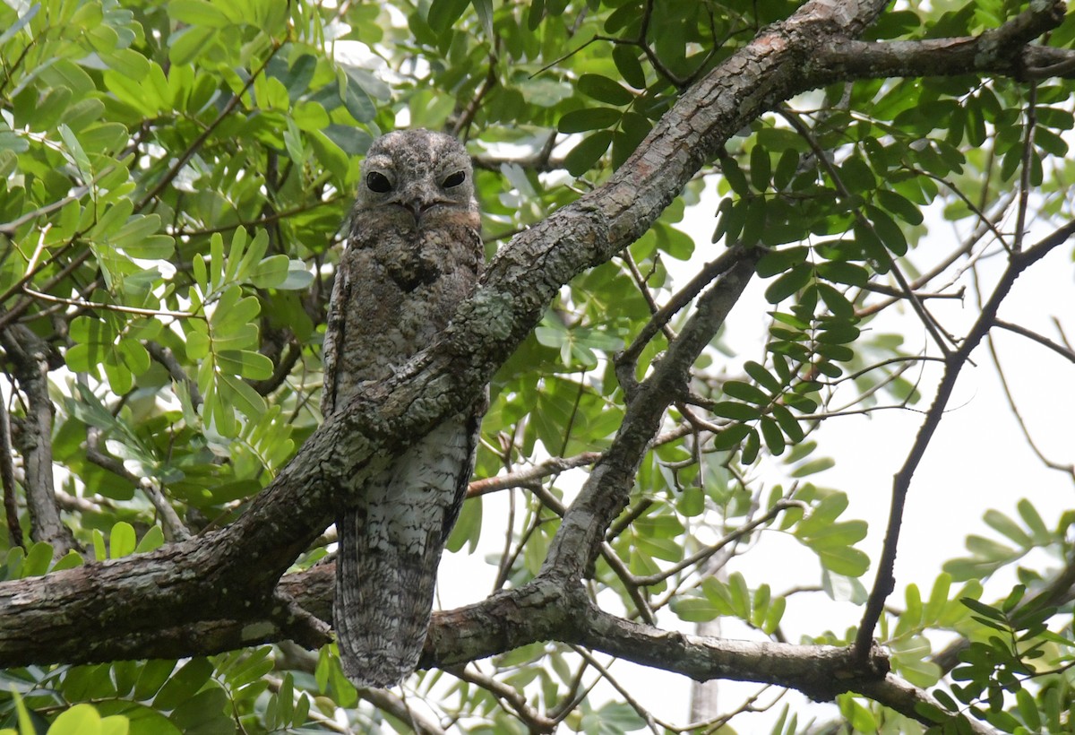 Great Potoo - Laurence Green