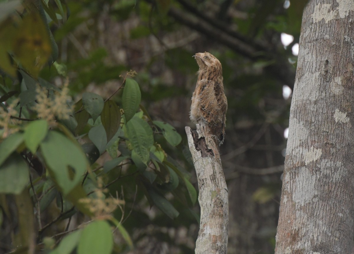 Long-tailed Potoo - Laurence Green