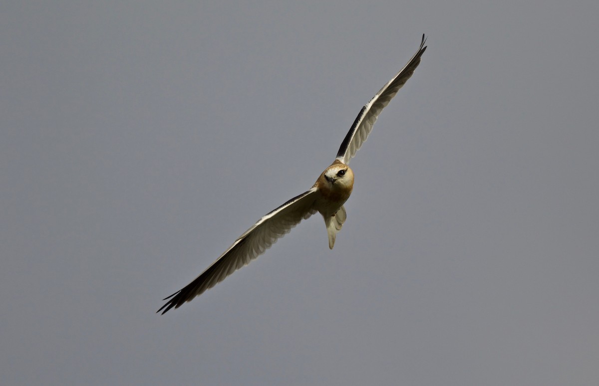 Black-shouldered Kite - David  Tytherleigh