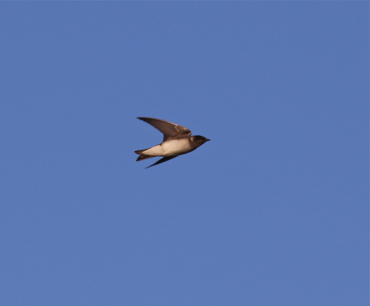 Purple Martin - Pair of Wing-Nuts