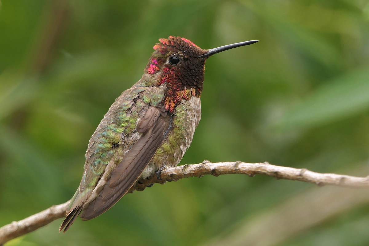 Anna's Hummingbird - Robert Hamilton