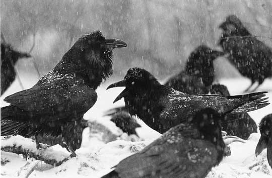 Behavior Common Raven Corvus Corax Birds Of The World behavior common raven corvus corax