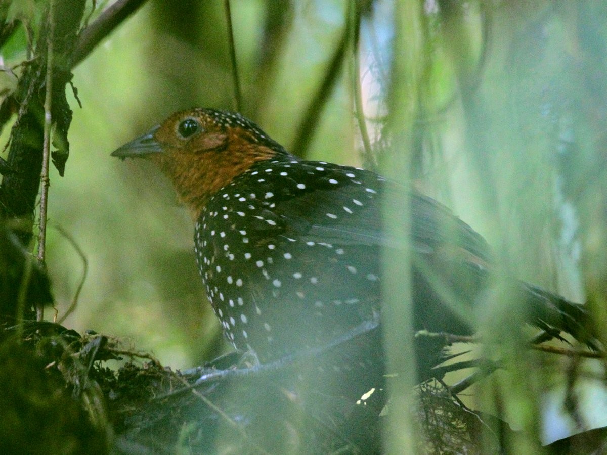 Ocellated Tapaculo - ML250187491