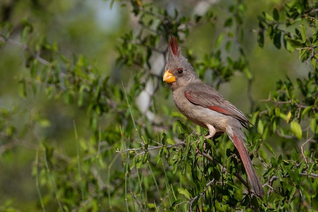 Pyrrhuloxia Overview, All About Birds, Cornell Lab of Ornithology