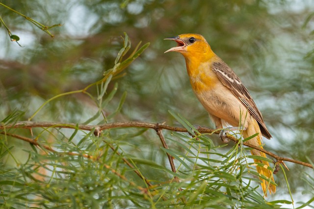 Bullock's Oriole (Birds of Wild Basin) · iNaturalist