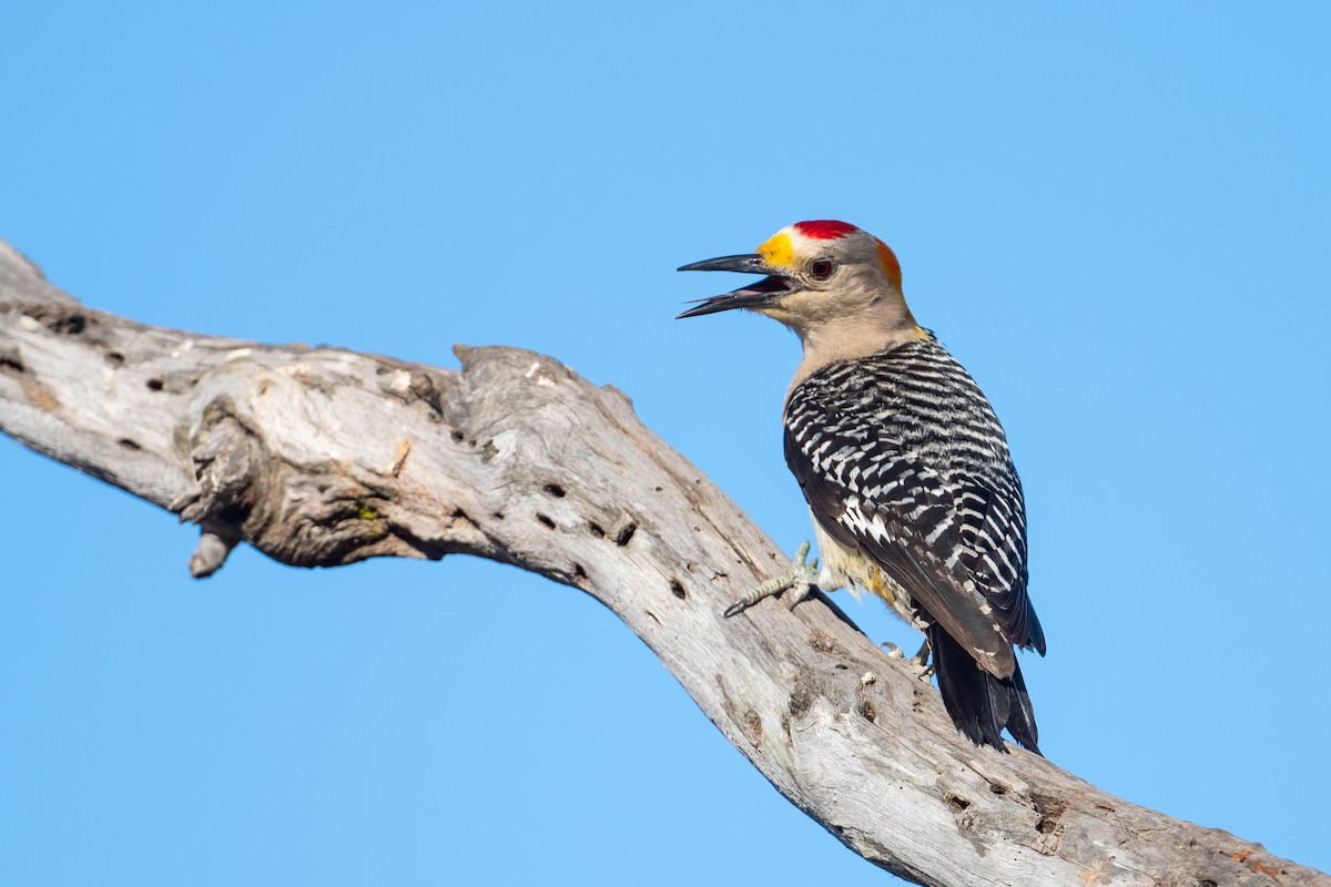 Golden-fronted Woodpecker - Suzie McCann