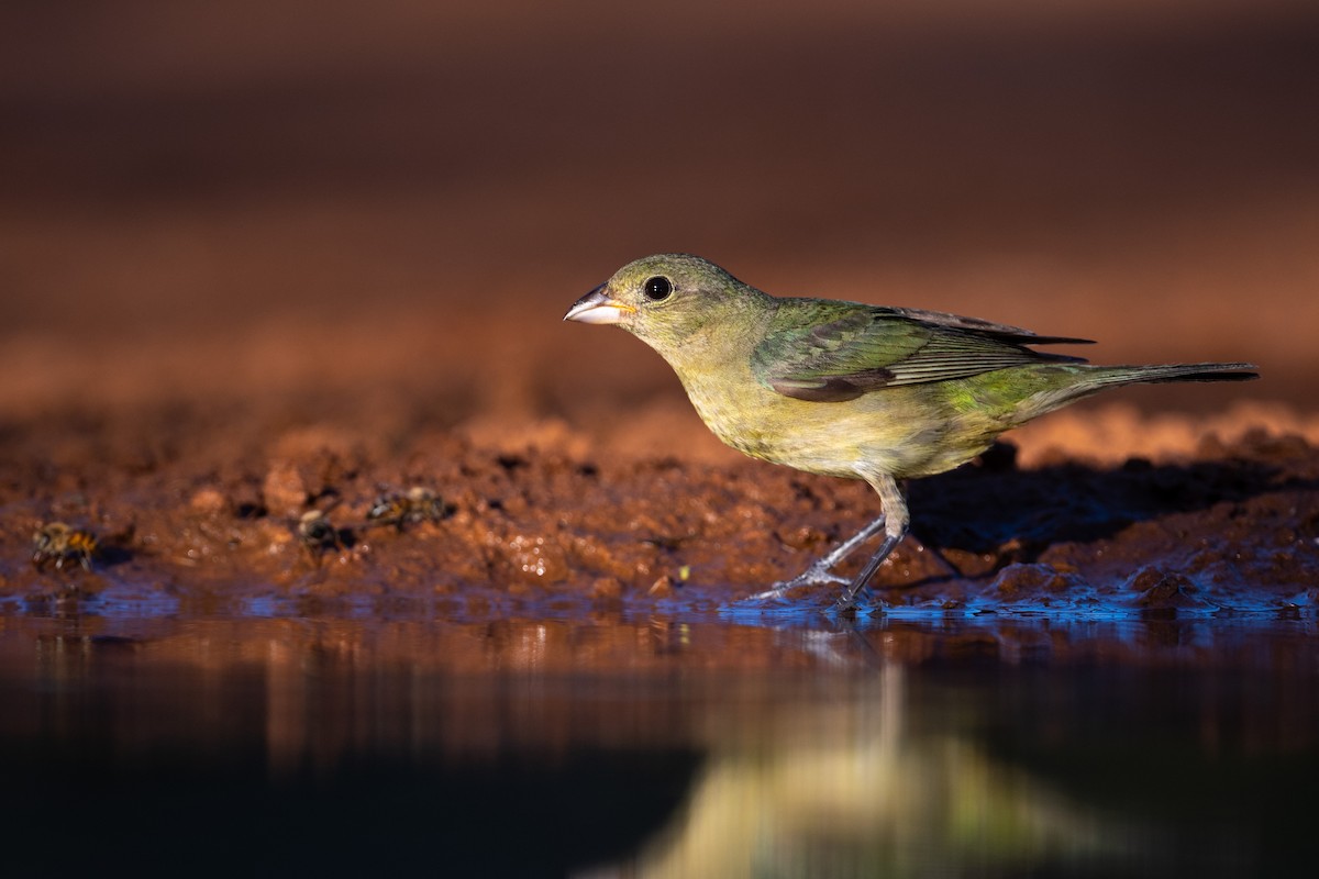 Painted Bunting - ML250188711