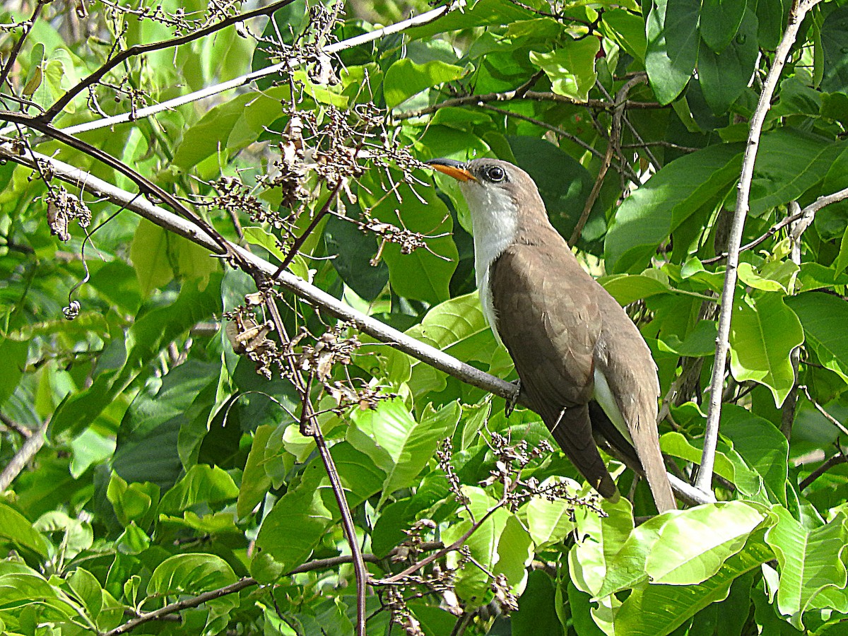 Pearly-breasted Cuckoo - ML250190751