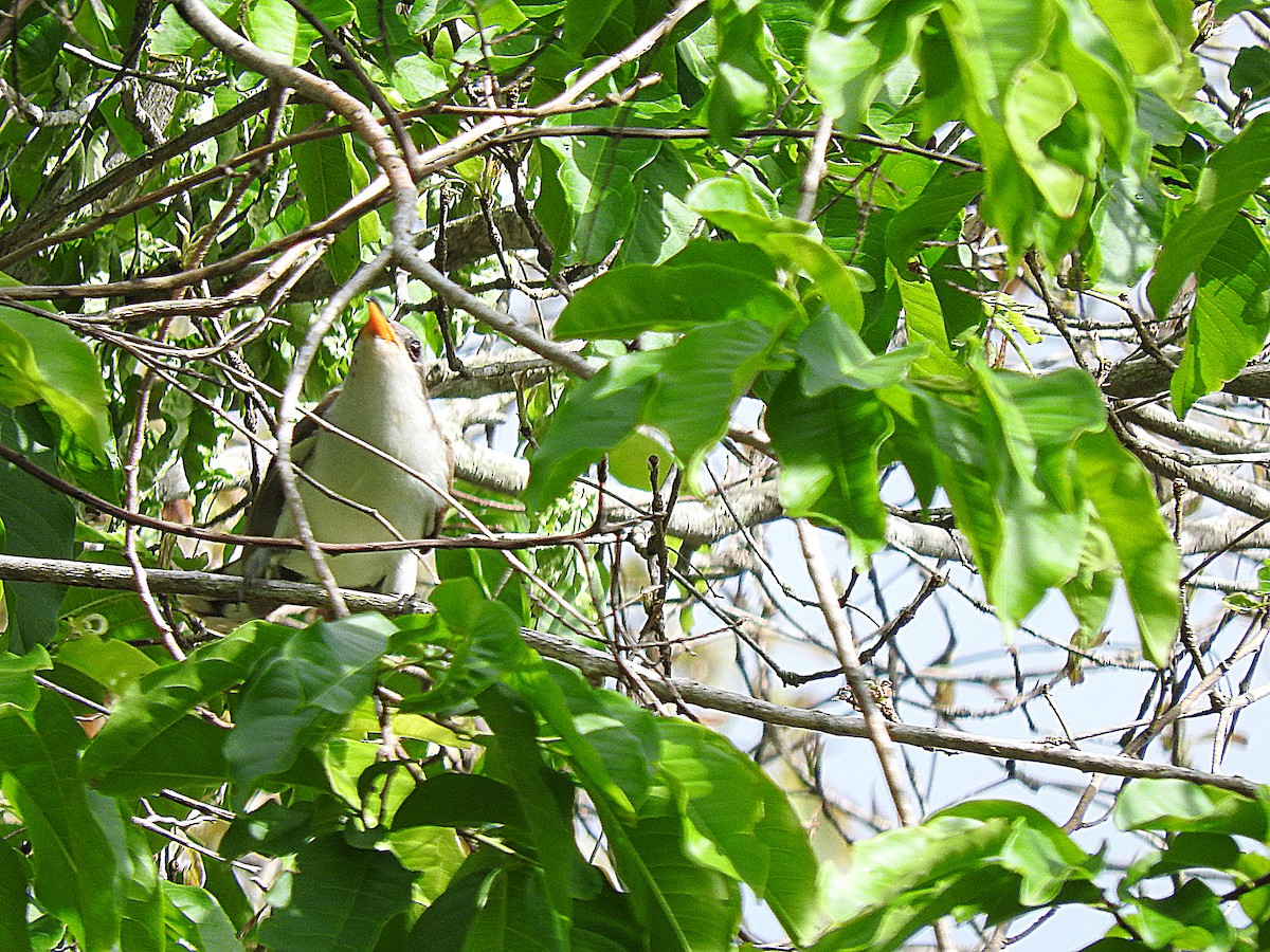 Pearly-breasted Cuckoo - ML250190911