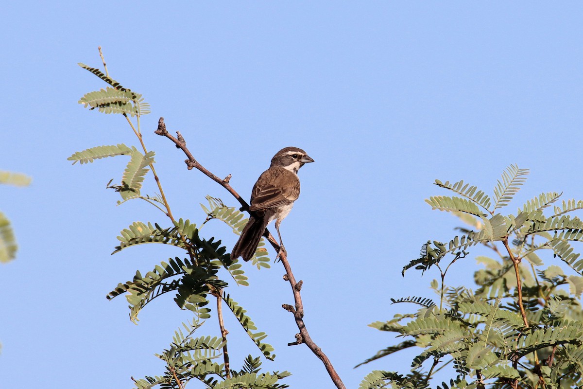 Black-throated Sparrow - ML250194431