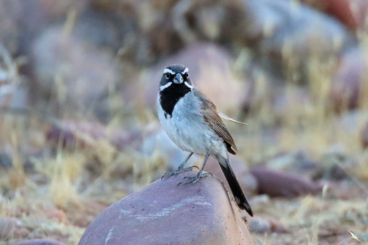 Black-throated Sparrow - ML250194481