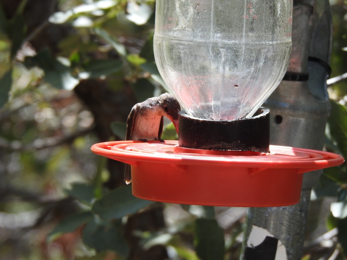 kolibřík fialovokorunkatý - ML250194521