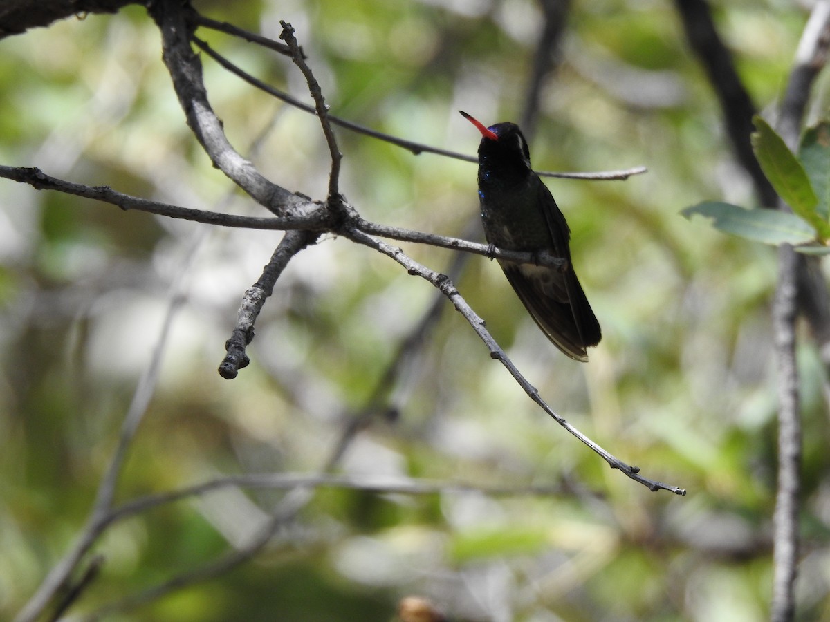 kolibřík bělouchý - ML250194561