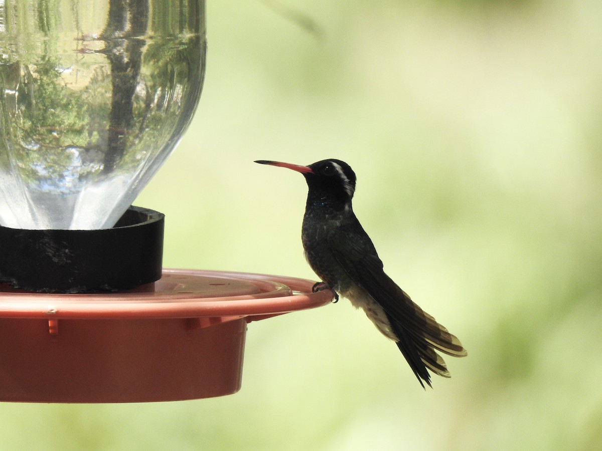 kolibřík bělouchý - ML250194571
