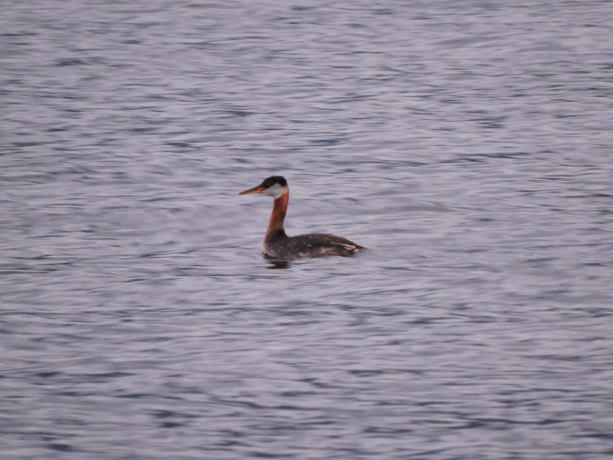 Red-necked Grebe - ML250195631