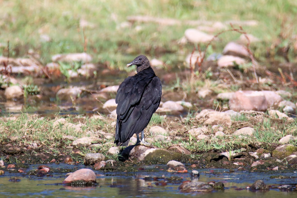 Black Vulture - ML250195931