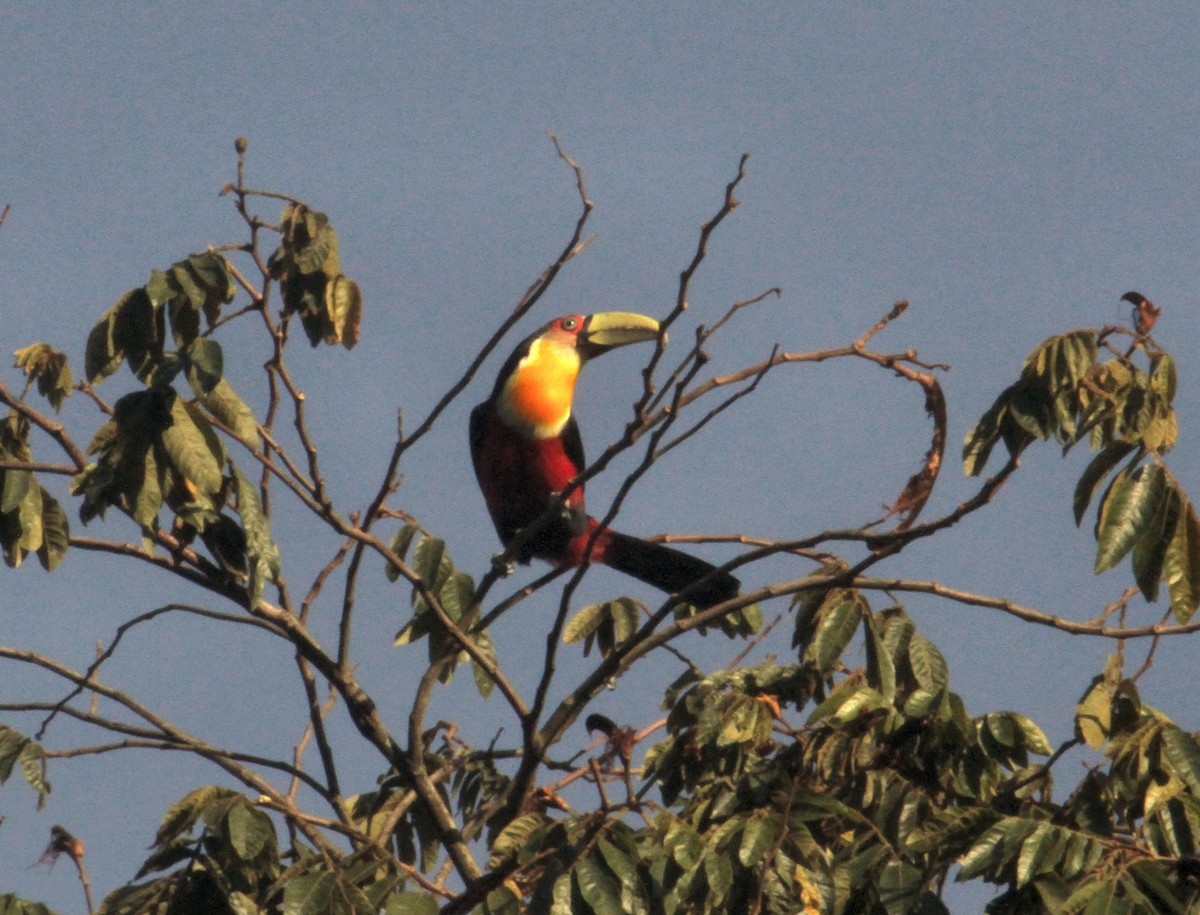 Red-breasted Toucan - Roger Boyd