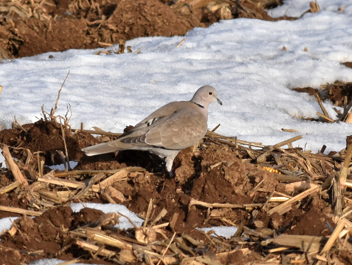 Eurasian Collared-Dove - ML25019951