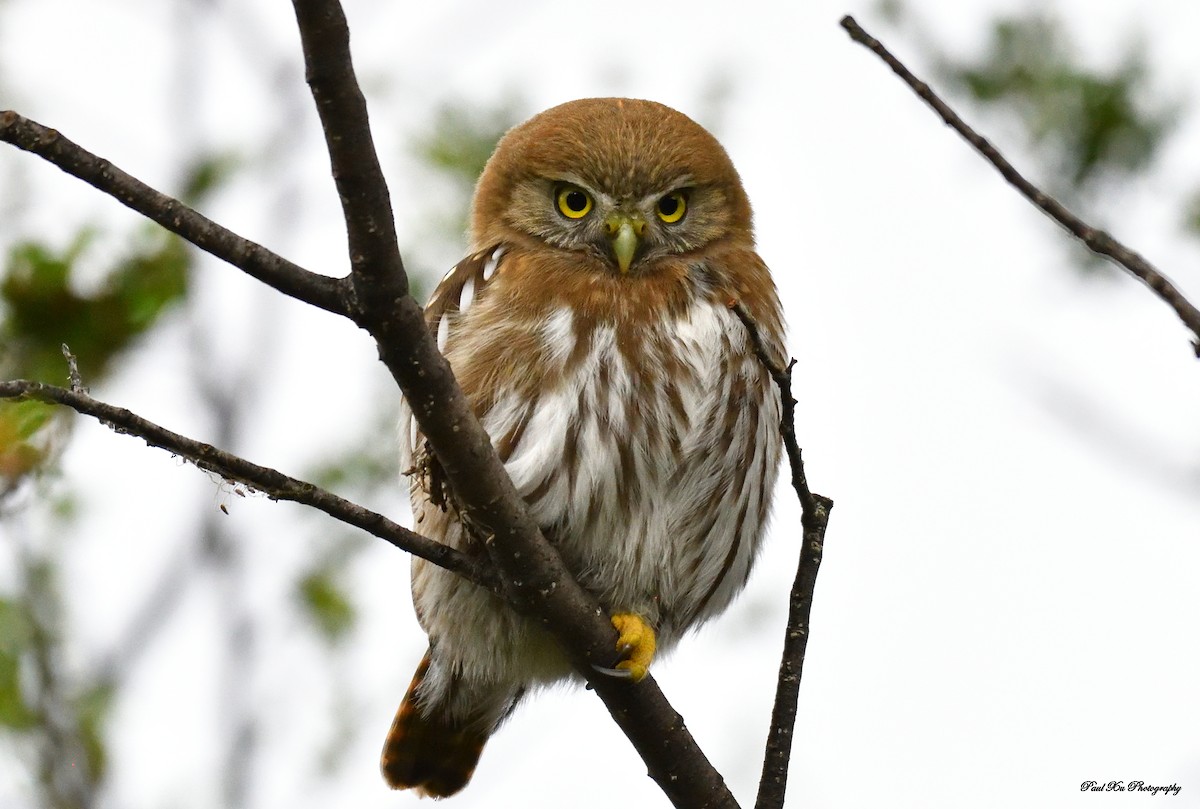 Austral Pygmy-Owl - ML250203461