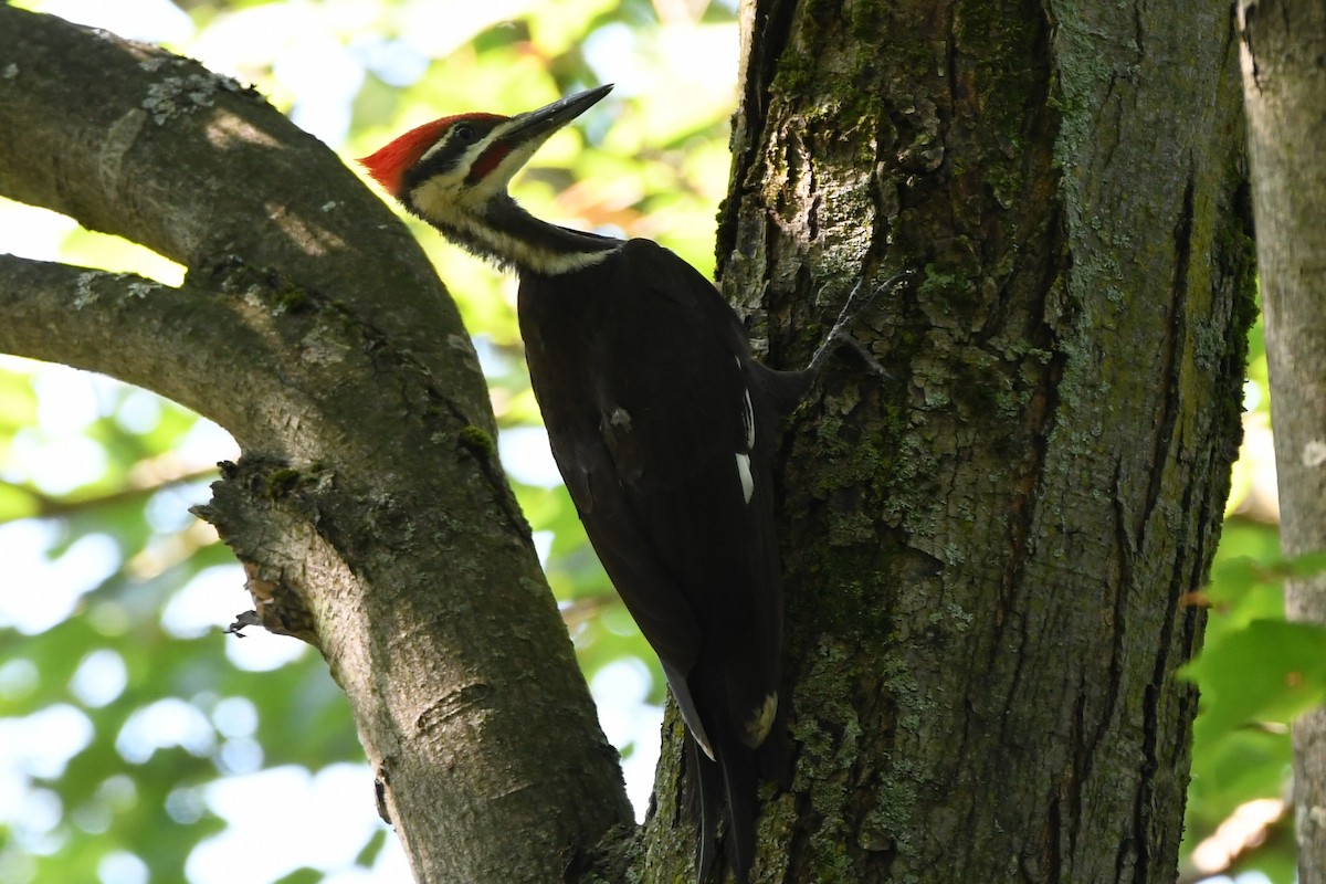 Pileated Woodpecker - Cassandra Joner