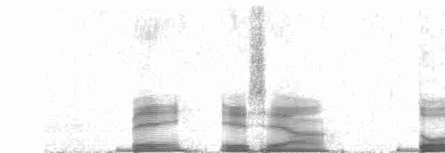 Тиранчик-довгохвіст жовточеревий - ML250206