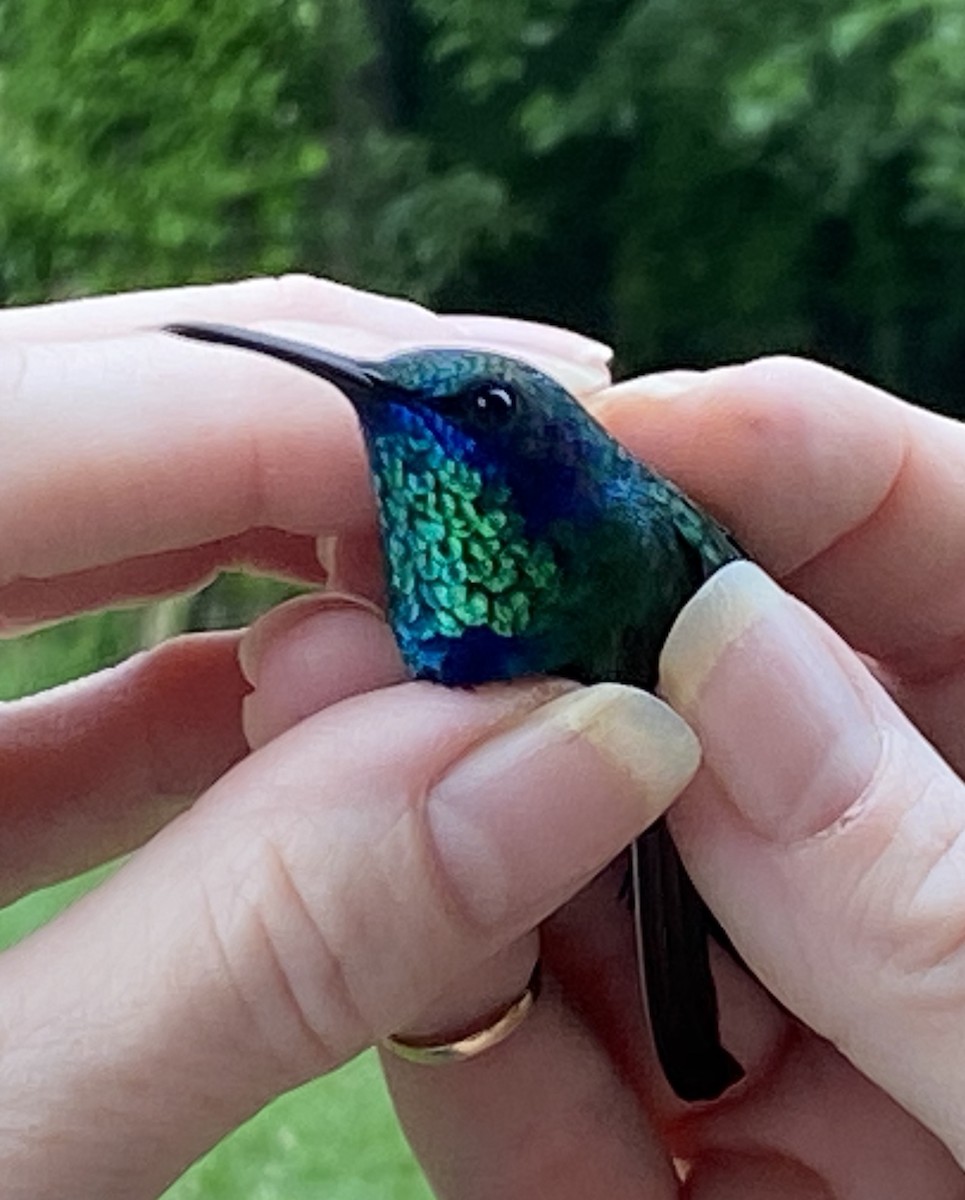 Mexican Violetear - Steve and Cyndi Routledge