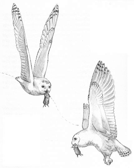 Figure 5. The aerial display used by males in courtship, an undulating flight over the tundra. - Snowy Owl - 