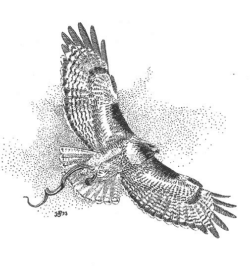 Figure 3. Red-tailed Hawk with prey. - Red-tailed Hawk - 