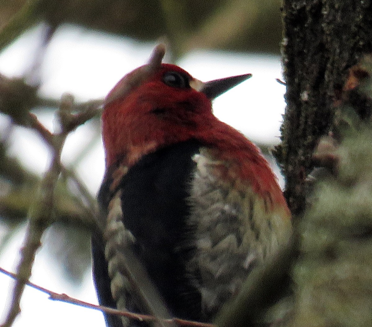 Red-breasted Sapsucker - ML25020911