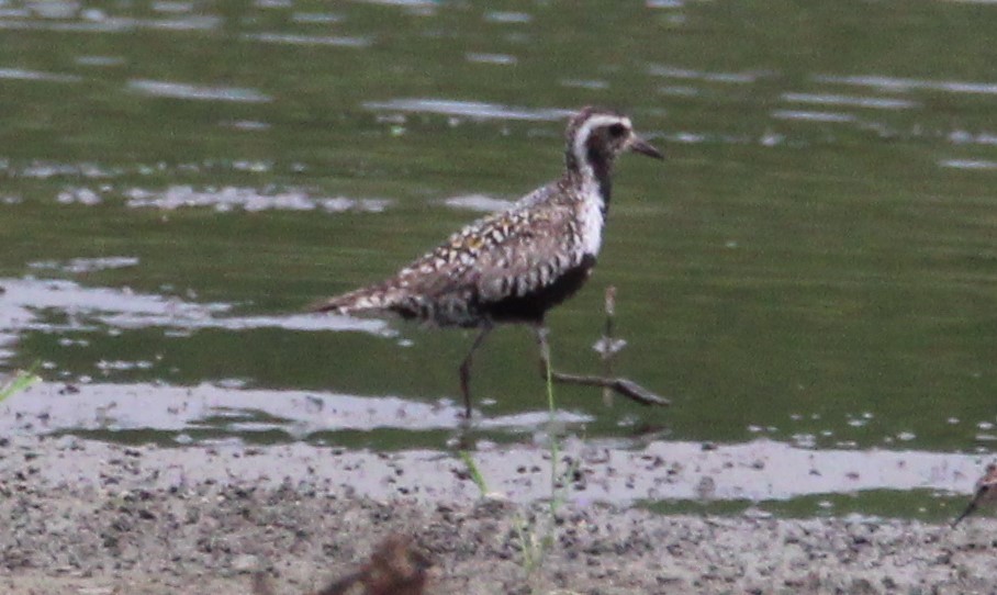 Pacific Golden-Plover - Tony Arnold