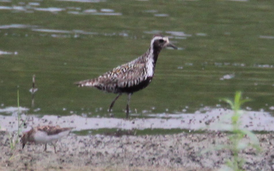 Pacific Golden-Plover - Tony Arnold