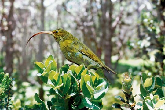 Figures - Maui-nui Akialoa - Akialoa lanaiensis - Birds of the World