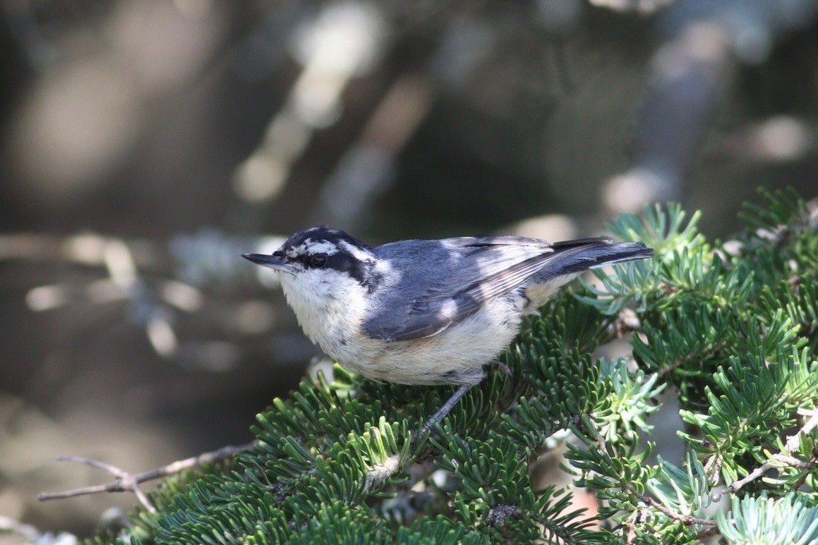 Red-breasted Nuthatch - ML250213321