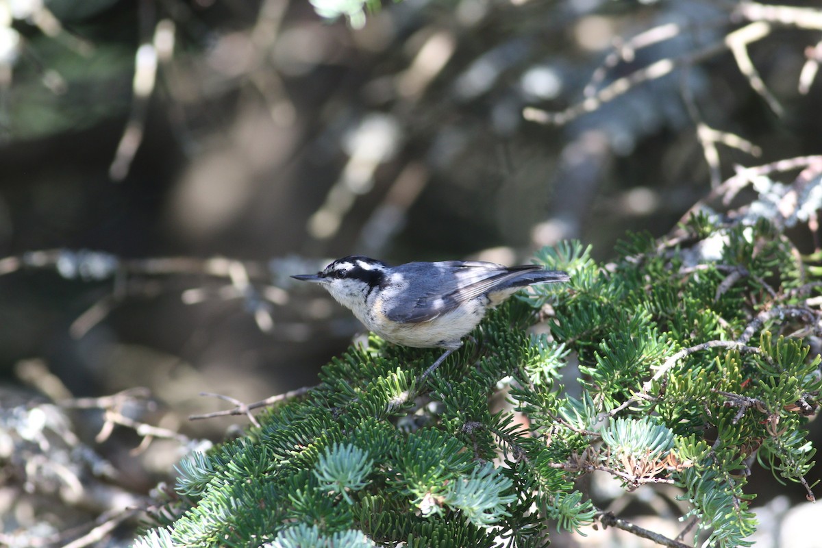 Red-breasted Nuthatch - ML250213331