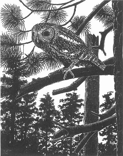 Hábitat - Flammulated Owl - Psiloscops flammeolus - Birds of the World