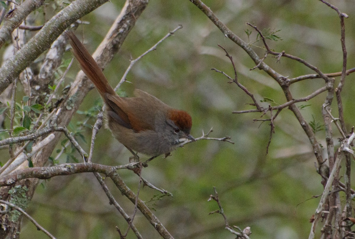 Sooty-fronted Spinetail - Pablo G. Fernández🦅