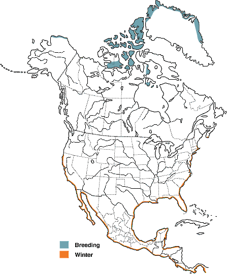 Figure 1. Distribution of the Red Knot in North and Middle America. - Red Knot - 
