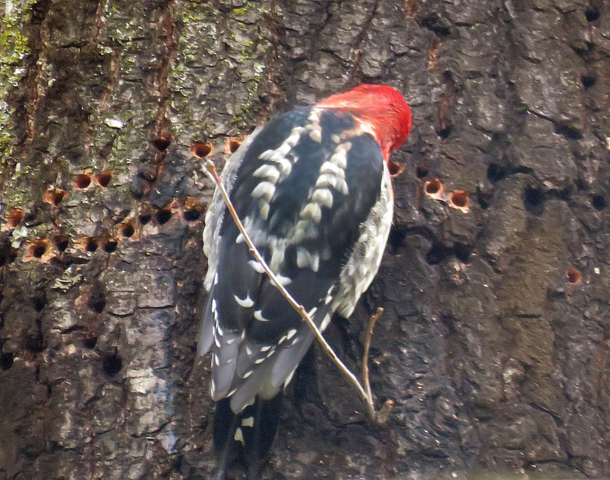 Red-breasted Sapsucker - ML25022451