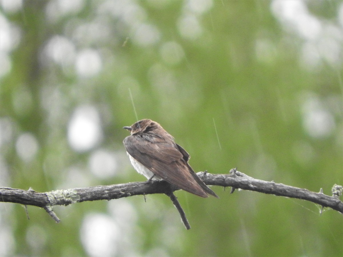 Northern Rough-winged Swallow - John F. Peetsma