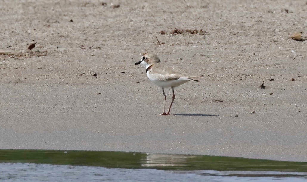 Collared Plover - ML250226211
