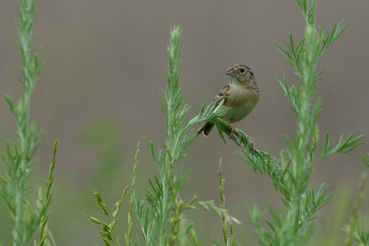 Grasshopper Sparrow - ML250229231