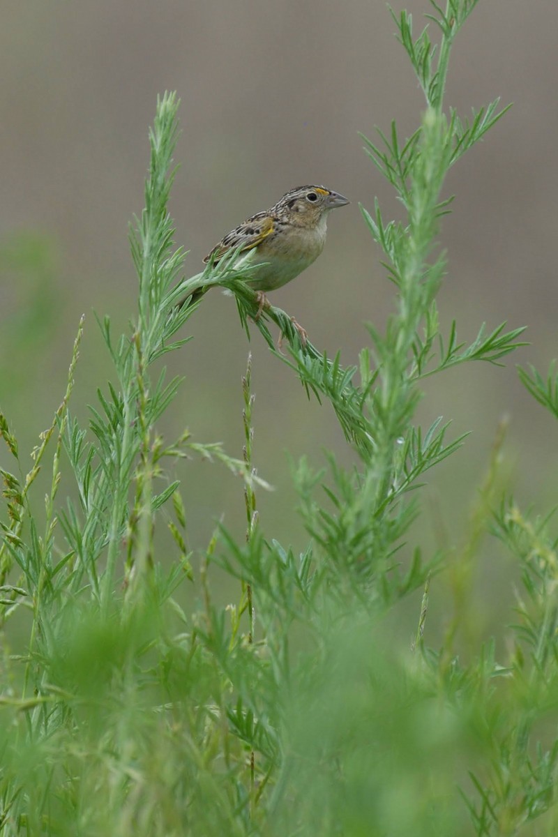 Grasshopper Sparrow - ML250229241