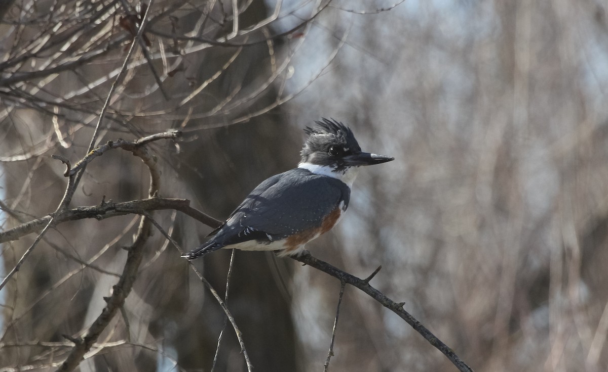 Belted Kingfisher - Liam Huber